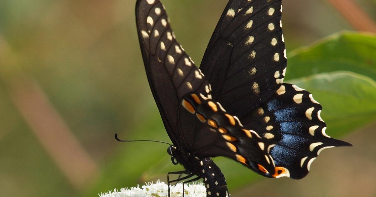 Image of the Black Swallowtail (Papilio polyxenes), popular in Indonesia as Kupu-kupu Hitam Swallowtail.