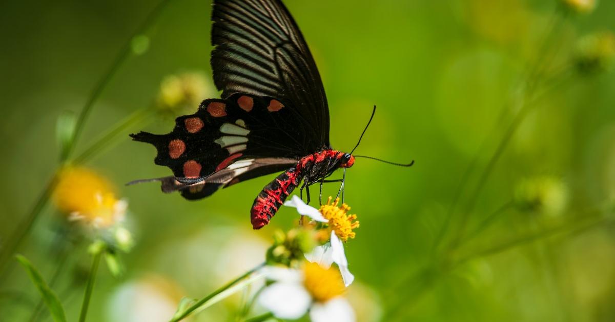 Vivid image of the Black Swallowtail, or Kupu-kupu Hitam Swallowtail in Indonesian context.