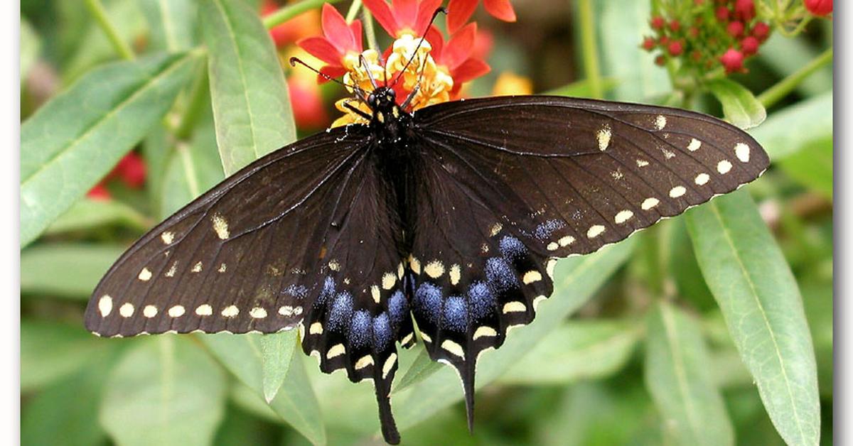 Glimpse of the Black Swallowtail, known in the scientific community as Papilio polyxenes.