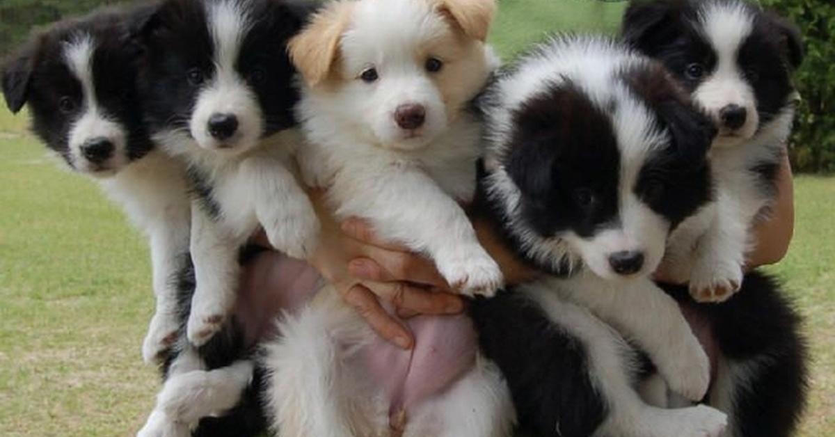 The elegant Border Collie Mix (Canis lupus), a marvel of nature.