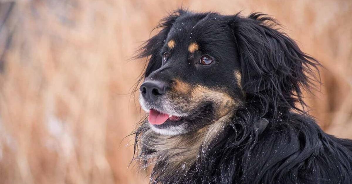 Stunning depiction of Bernese Mountain Dog Mix, also referred to as Canis lupus.