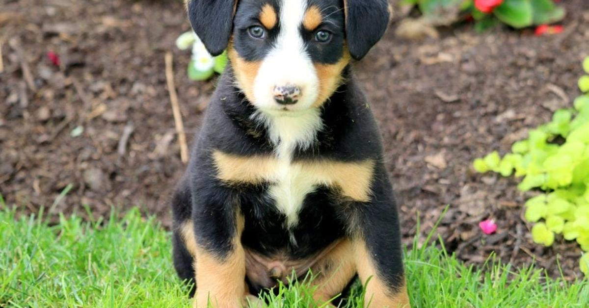 The Bernese Mountain Dog Mix, a beautiful species also known as Campuran Anjing Gunung Bernese in Bahasa Indonesia.