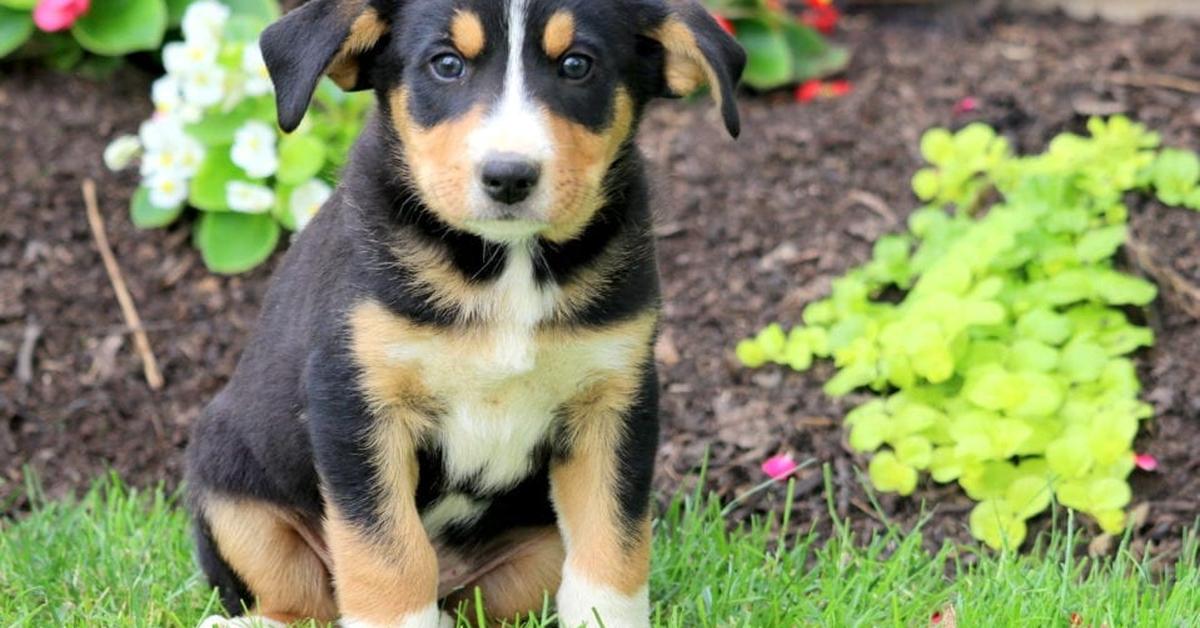 Captivating view of the Bernese Mountain Dog Mix, known in Bahasa Indonesia as Campuran Anjing Gunung Bernese.