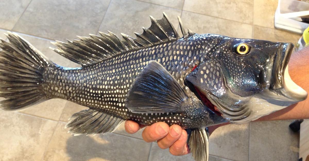 Photogenic Black Sea Bass, scientifically referred to as Centropristis striata.