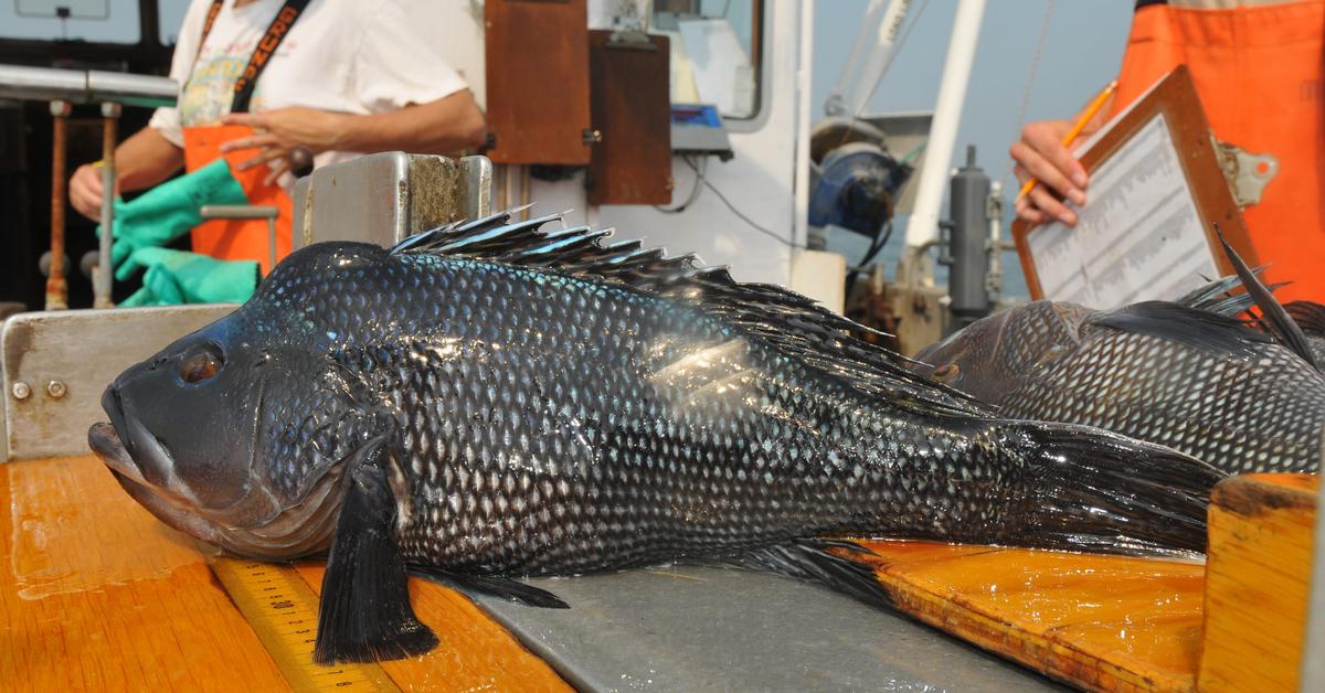 The fascinating Black Sea Bass, scientifically known as Centropristis striata.