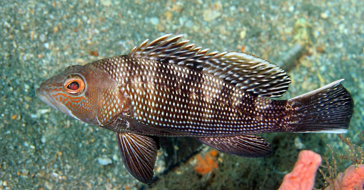 The Black Sea Bass, a species known as Centropristis striata, in its natural splendor.