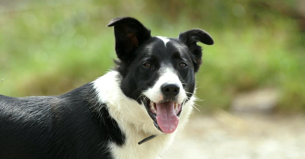 The remarkable Braque Du Bourbonnais (Canis lupus familiaris), a sight to behold.