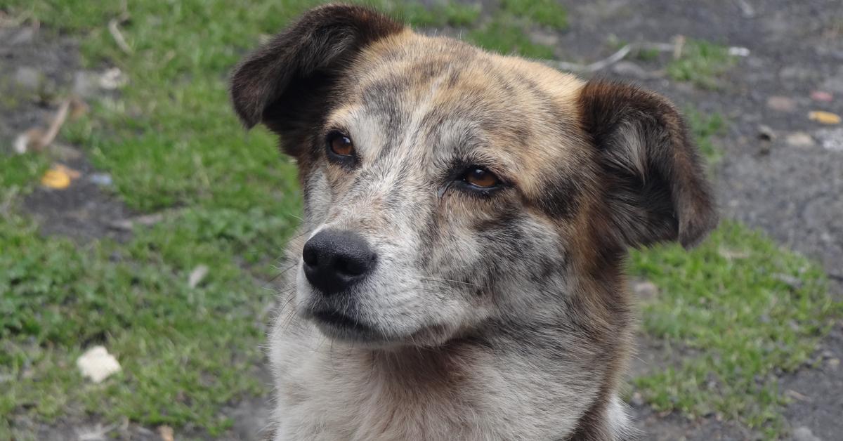 Close encounter with the Braque Du Bourbonnais, scientifically called Canis lupus familiaris.