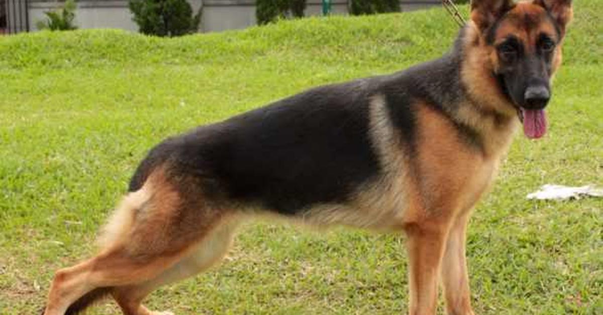 Snapshot of the intriguing Blue German Shepherd, scientifically named Canis lupus.