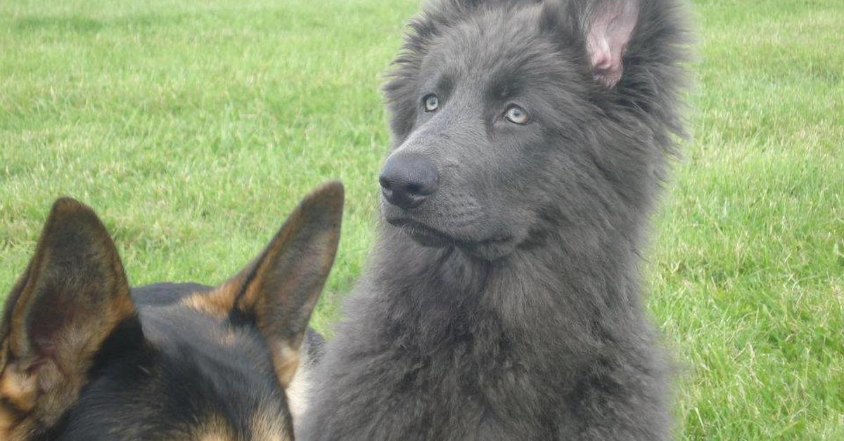 Picture of Blue German Shepherd, known in Indonesia as Anjing Herder Jerman Biru.