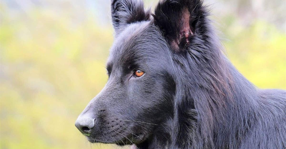 Charming view of the Blue German Shepherd, in Indonesia referred to as Anjing Herder Jerman Biru.