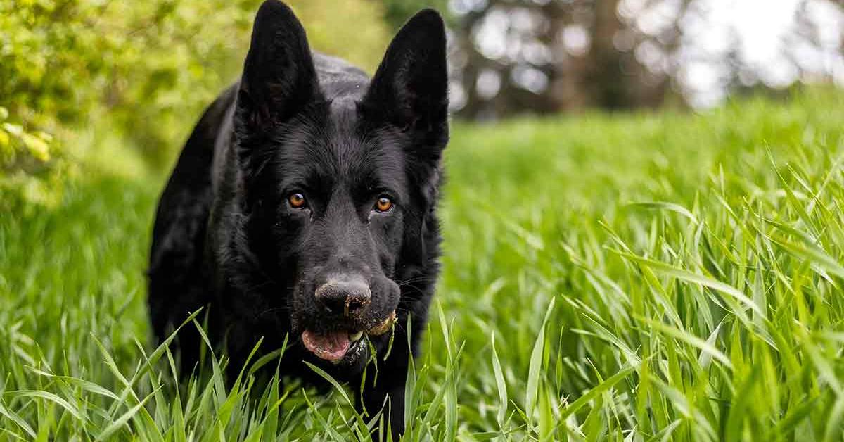 Captured beauty of the Black German Shepherd, or Canis lupus familiaris in the scientific world.