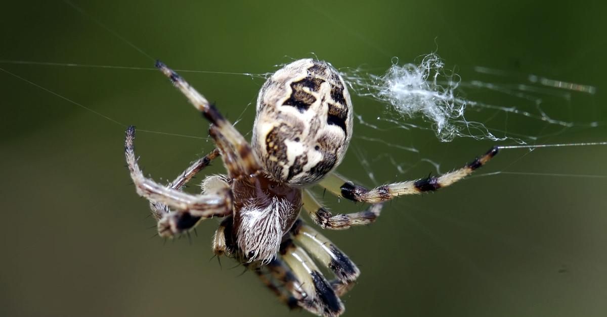 The Barn Spider in its natural beauty, locally called Laba-laba Lumbung.