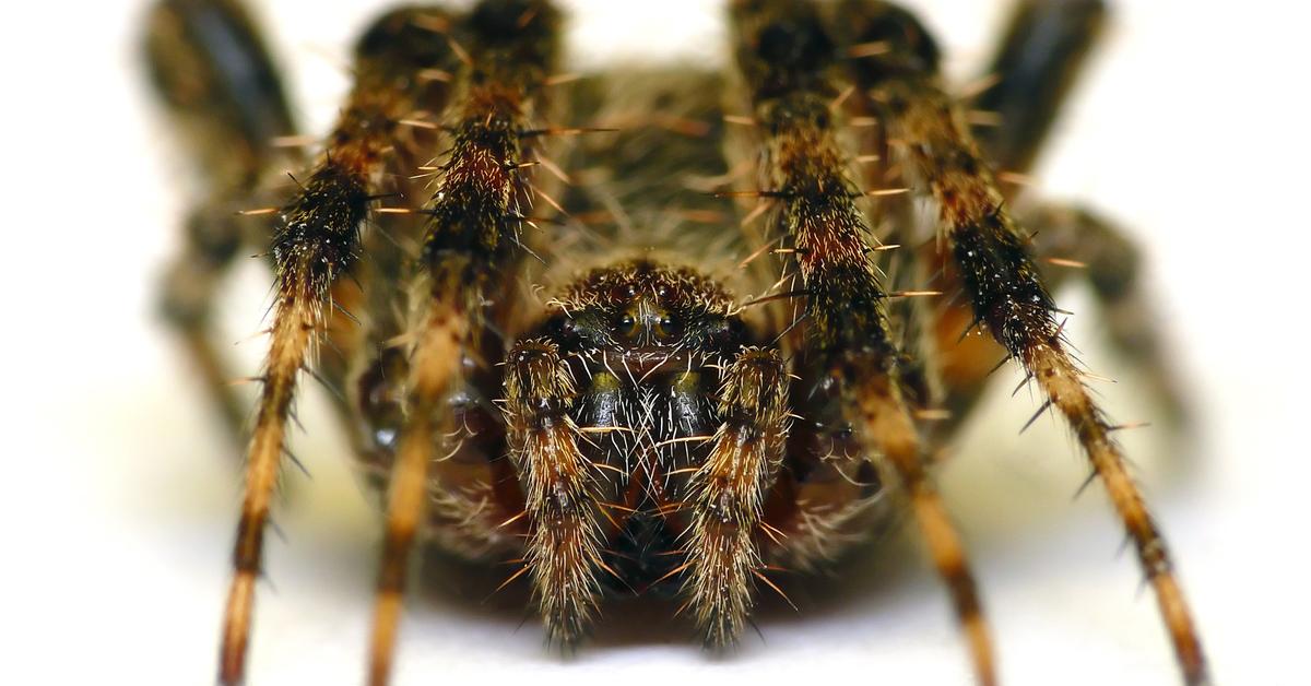 Insightful look at the Barn Spider, known to Indonesians as Laba-laba Lumbung.