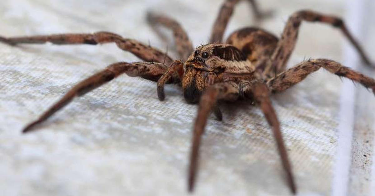 The majestic Barn Spider, also called Laba-laba Lumbung in Indonesia, in its glory.