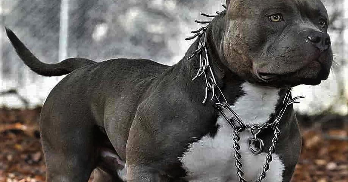 Image of the Blue Nose Pit Bull (Canis lupus familiaris), popular in Indonesia as Pit Bull Hidung Biru.