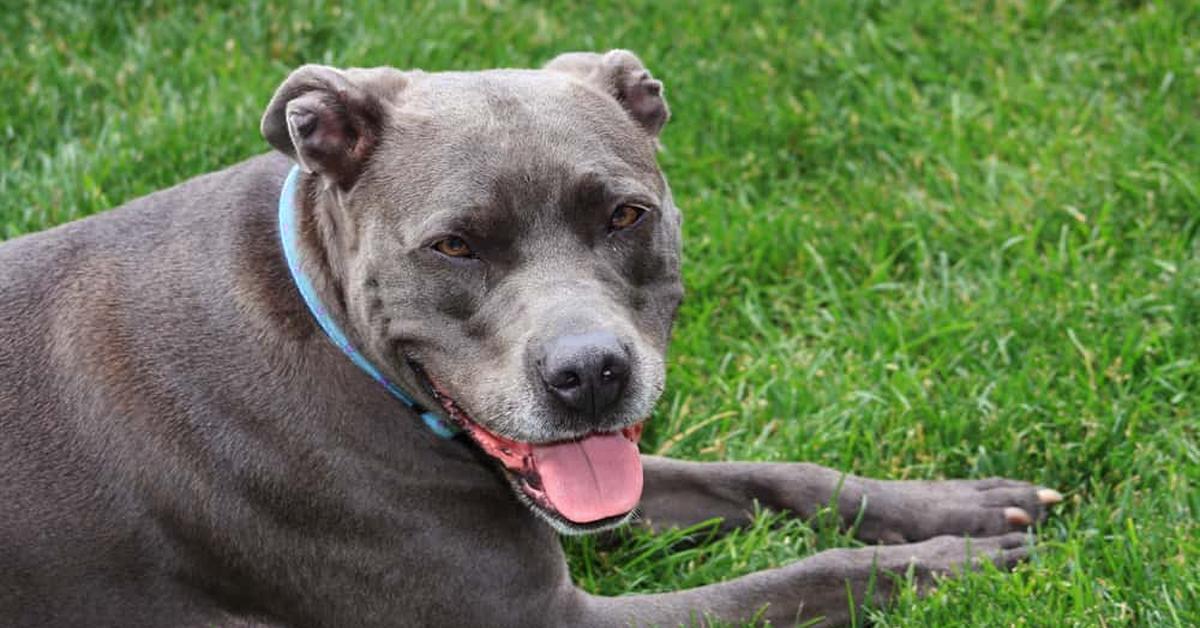 The alluring Blue Nose Pit Bull, commonly referred to as Pit Bull Hidung Biru in Bahasa Indonesia.