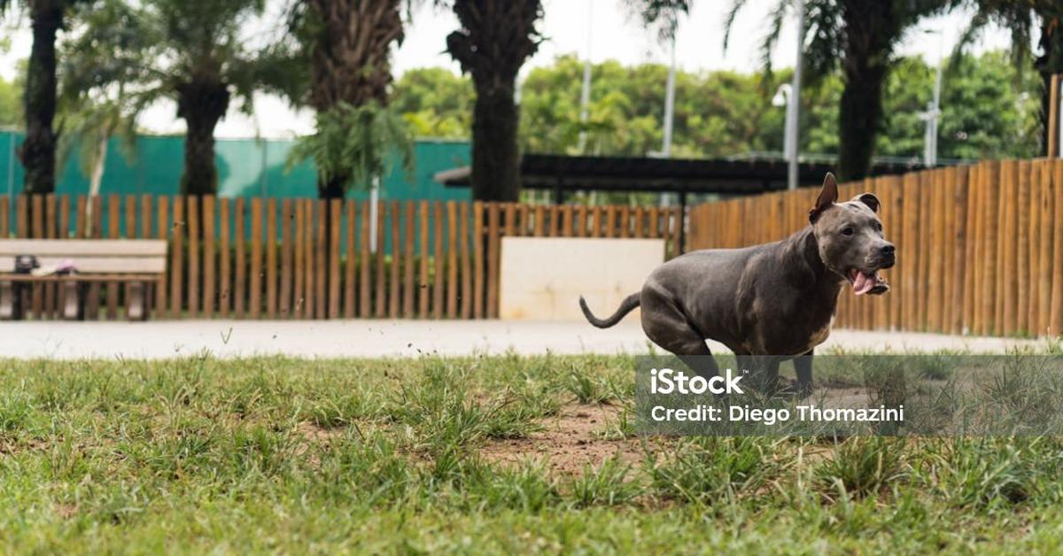 Unique portrayal of the Blue Nose Pit Bull, also called Pit Bull Hidung Biru in Bahasa Indonesia.