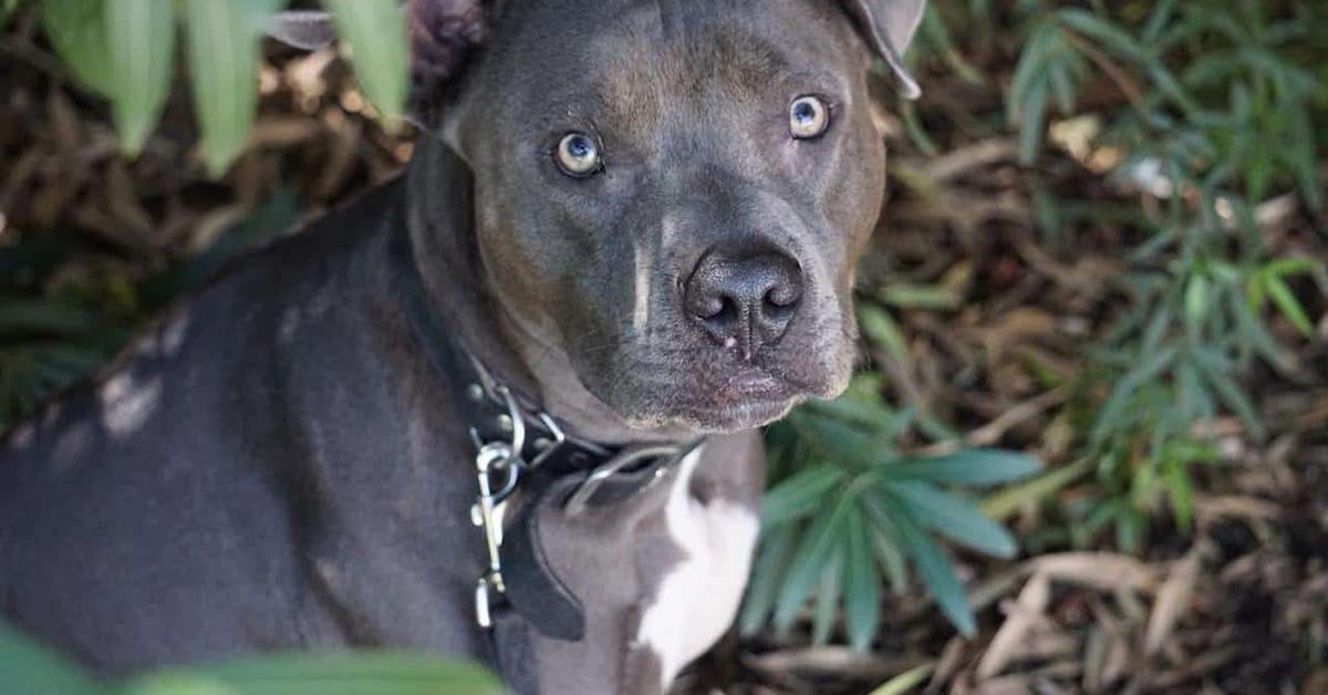 Detailed shot of the Blue Nose Pit Bull, or Canis lupus familiaris, in its natural setting.