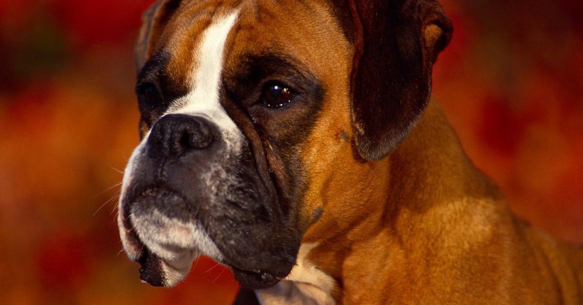 Exquisite image of Boxer Mix, in Indonesia known as Campuran Boxer.