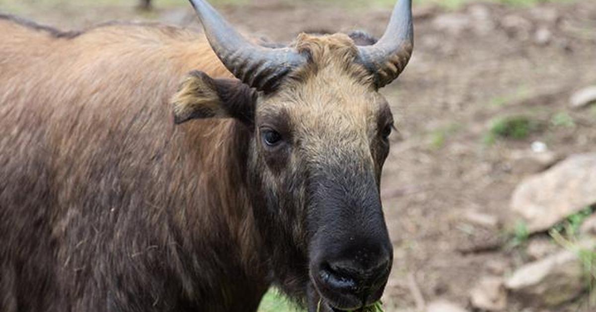 Snapshot of the intriguing Bhutan Takin, scientifically named Budorcas taxicolor whitei.