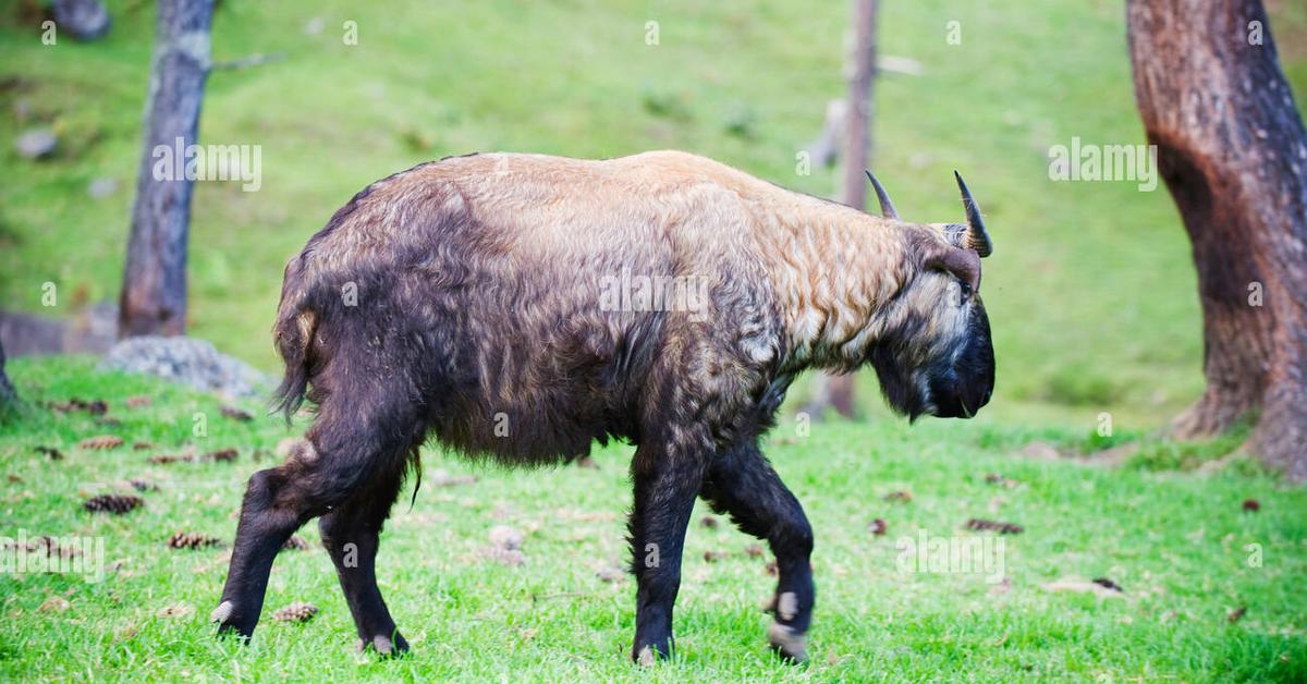 Enchanting Bhutan Takin, a species scientifically known as Budorcas taxicolor whitei.