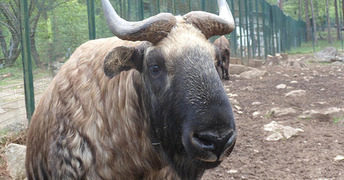 Photographic depiction of the unique Bhutan Takin, locally called Takin Bhutan.