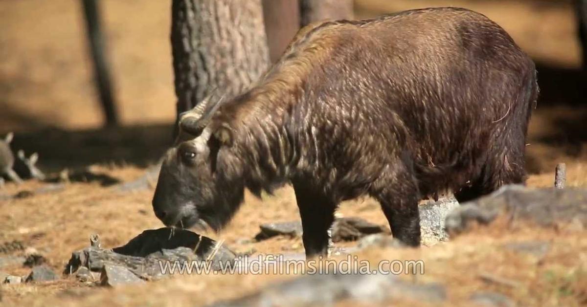 Detailed shot of the Bhutan Takin, or Budorcas taxicolor whitei, in its natural setting.