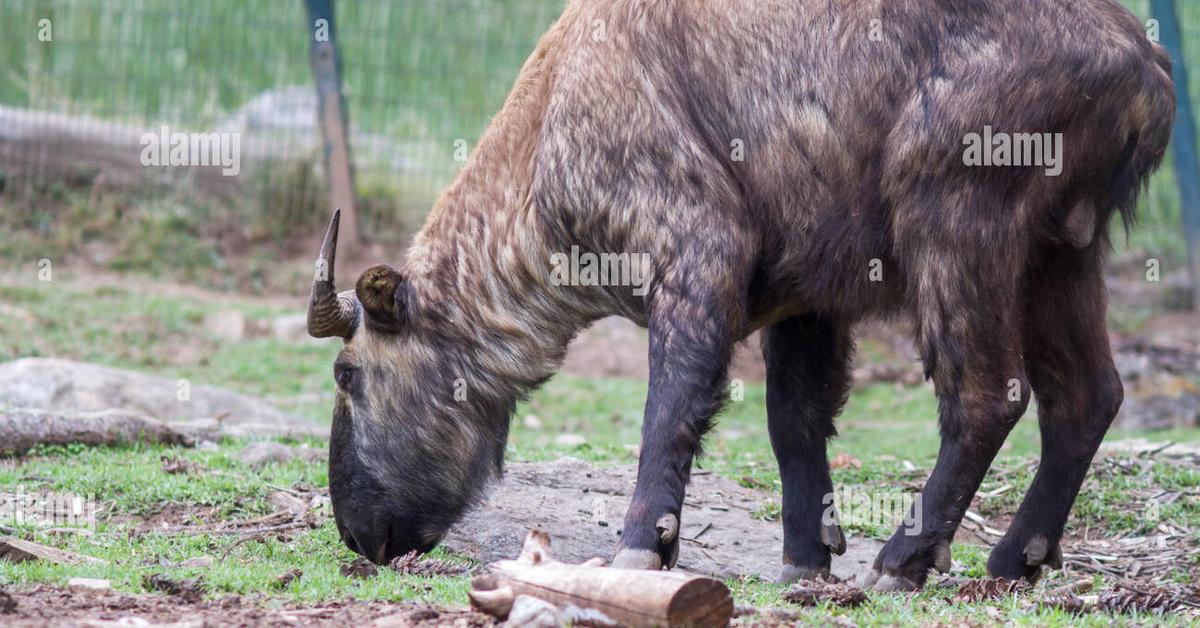 Vivid image of the Bhutan Takin, or Takin Bhutan in Indonesian context.