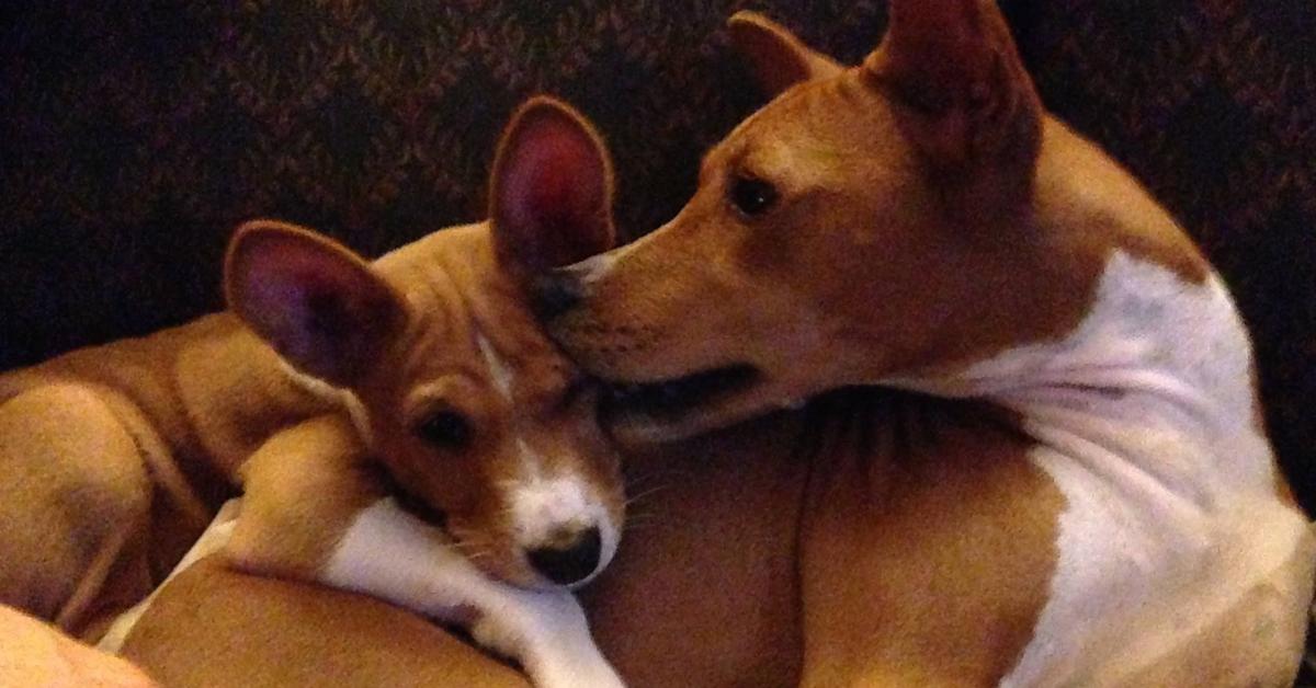 The majestic Basenji Mix, also called Campuran Basenji in Indonesia, in its glory.