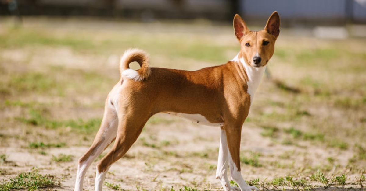 Dynamic image of the Basenji Mix, popularly known in Indonesia as Campuran Basenji.