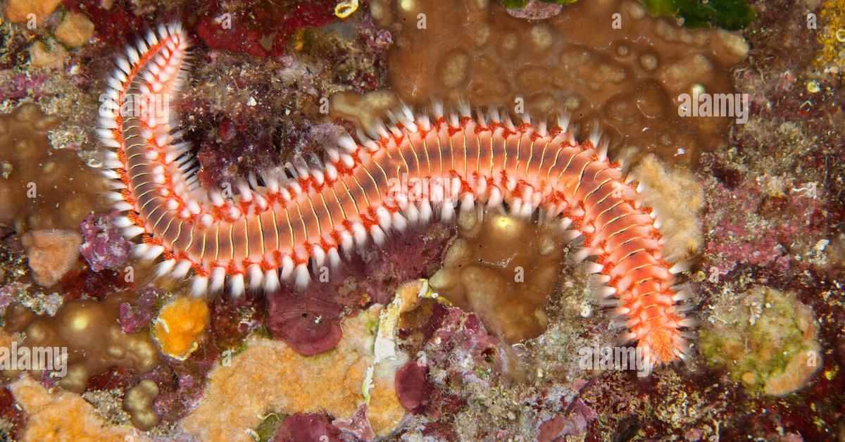 Captured beauty of the Bearded Fireworm, or Hermodice carunculata in the scientific world.