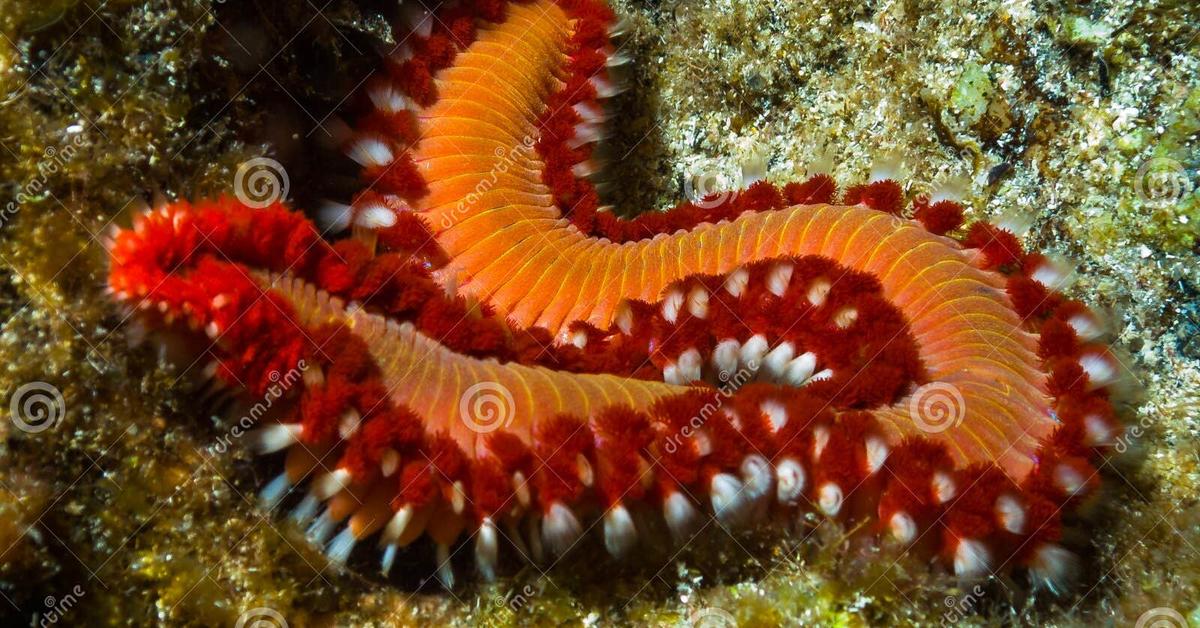 Exquisite image of Bearded Fireworm, in Indonesia known as Cacing Api Berjanggut.