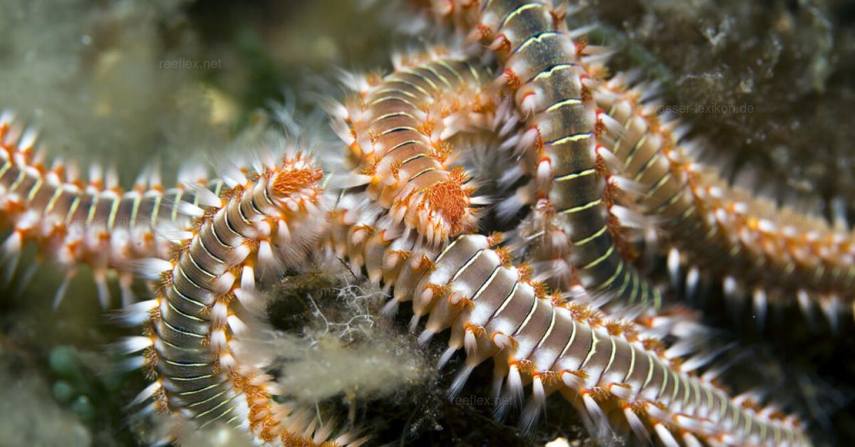 The Bearded Fireworm, a species known as Hermodice carunculata, in its natural splendor.