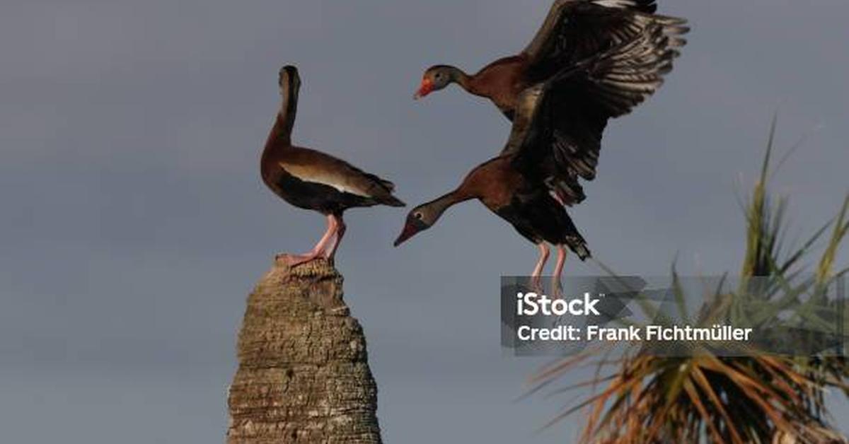 Captured elegance of the Black-Bellied Whistling Duck, known in Indonesia as Bebek Berdengung Perut Hitam.