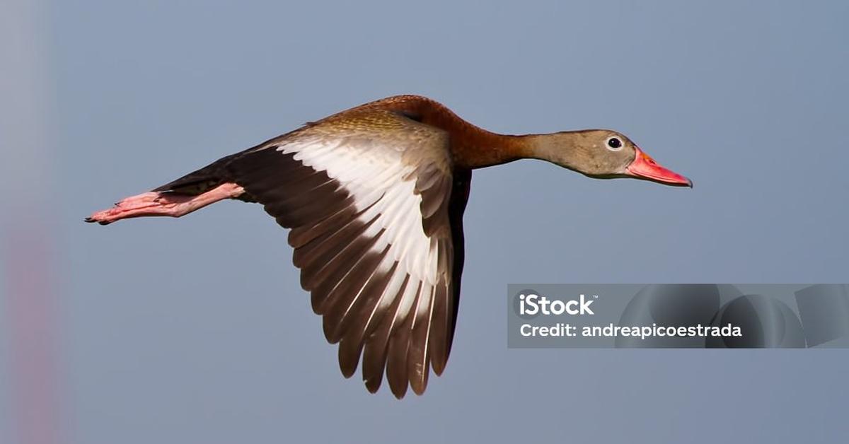 A look at the Black-Bellied Whistling Duck, also recognized as Bebek Berdengung Perut Hitam in Indonesian culture.