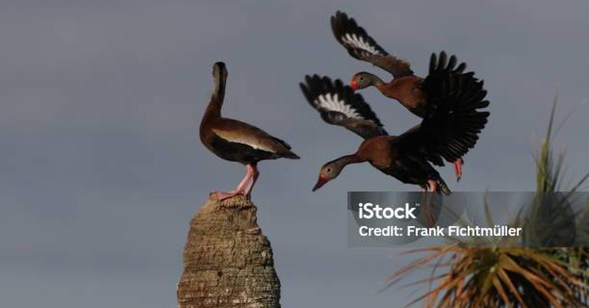 The remarkable Black-Bellied Whistling Duck (Dendrocygna autumnalis), a sight to behold.