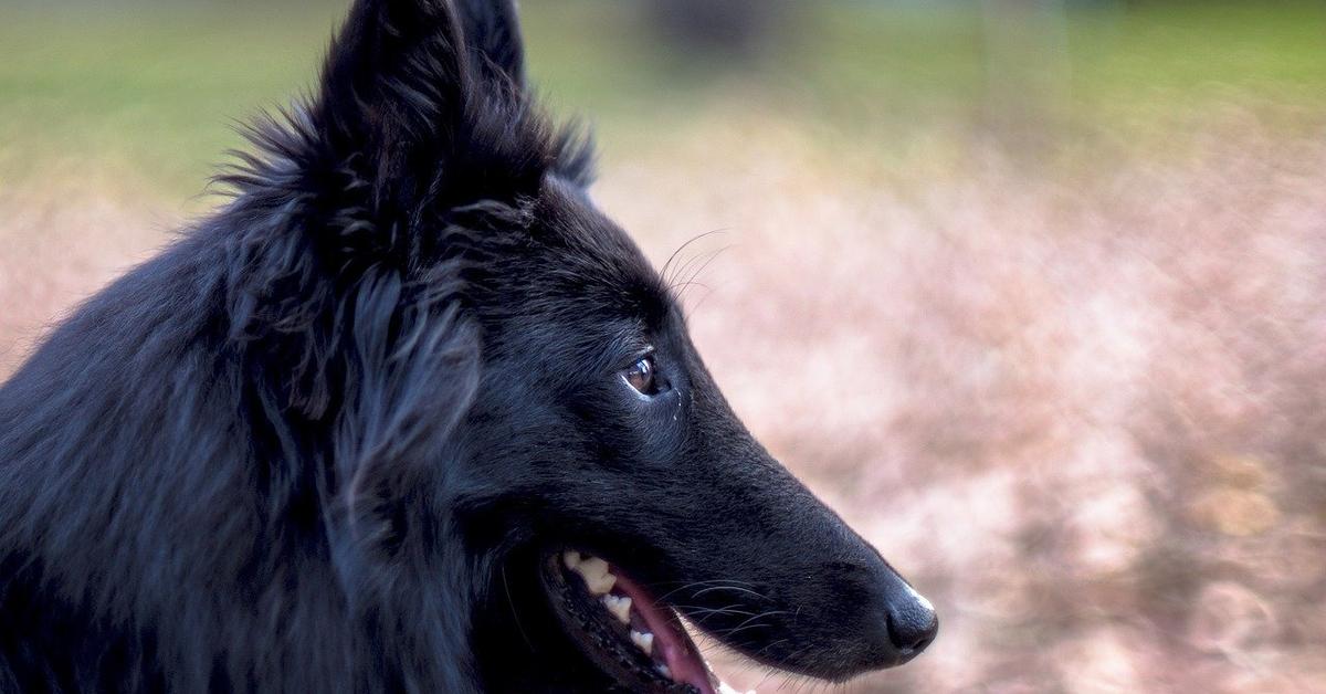 Portrait of a Belgian Sheepdog, a creature known scientifically as Canis lupus familiaris.