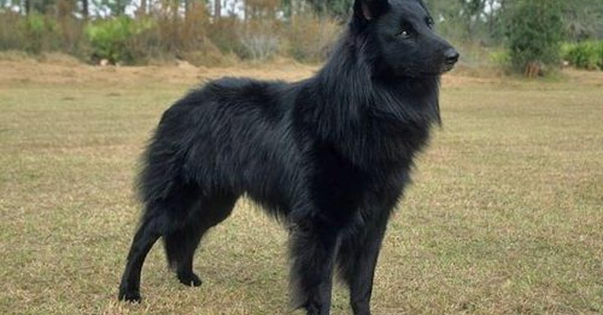 The Belgian Sheepdog, a beautiful species also known as Anjing Belgian Sheepdog in Bahasa Indonesia.