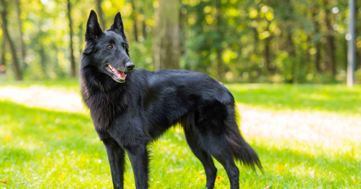 The majestic Belgian Sheepdog, also called Anjing Belgian Sheepdog in Indonesia, in its glory.