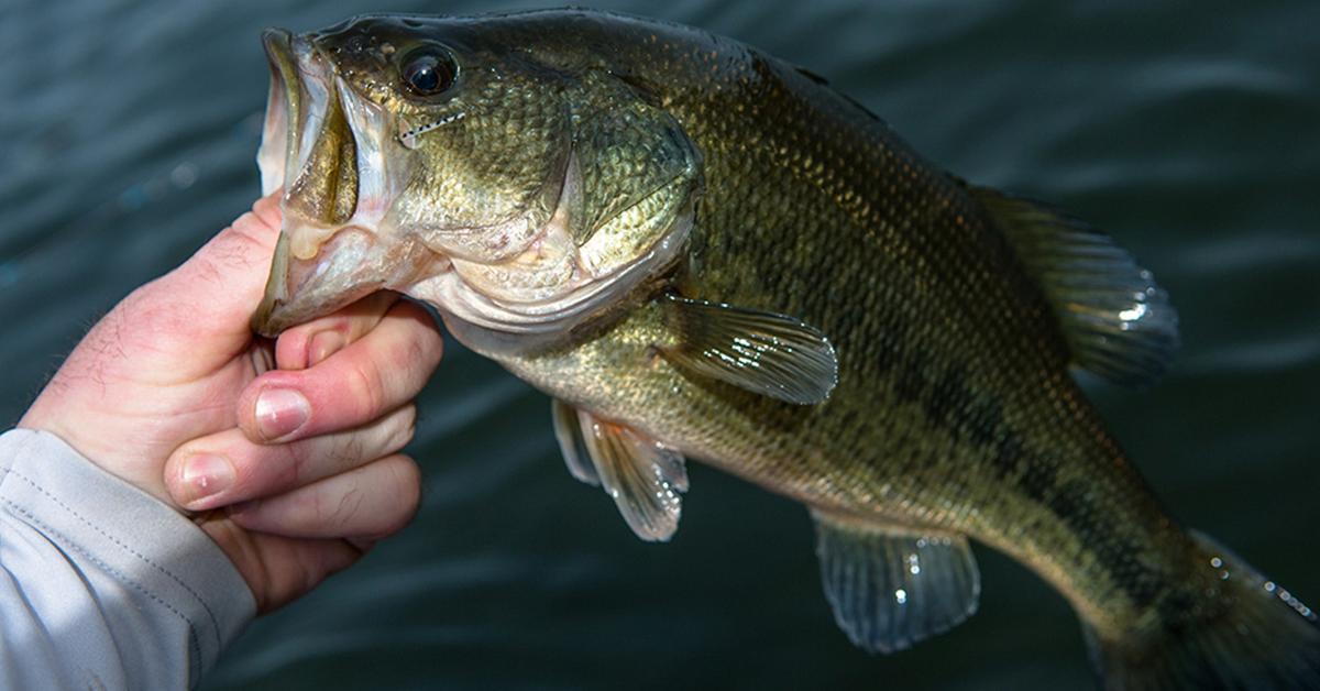 Enchanting Bass, a species scientifically known as Morone.