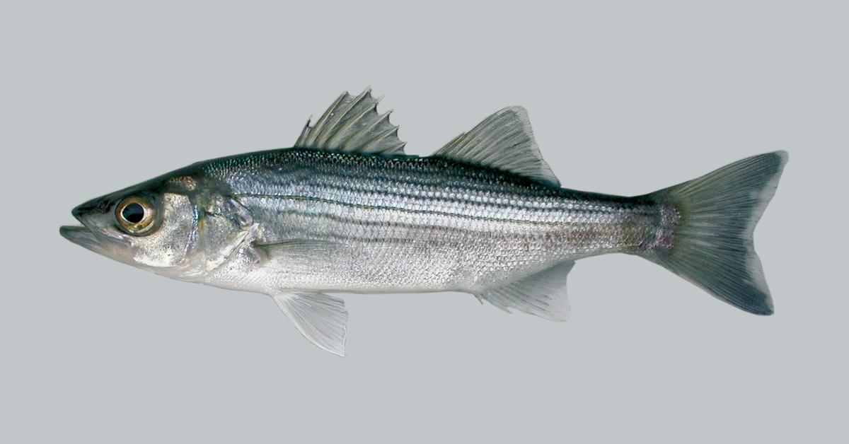 Photograph of the unique Bass, known scientifically as Morone.