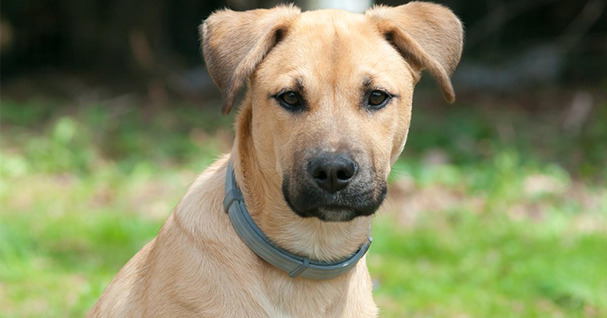 Dynamic image of the Black Mouth Cur, popularly known in Indonesia as Anjing Black Mouth Cur.