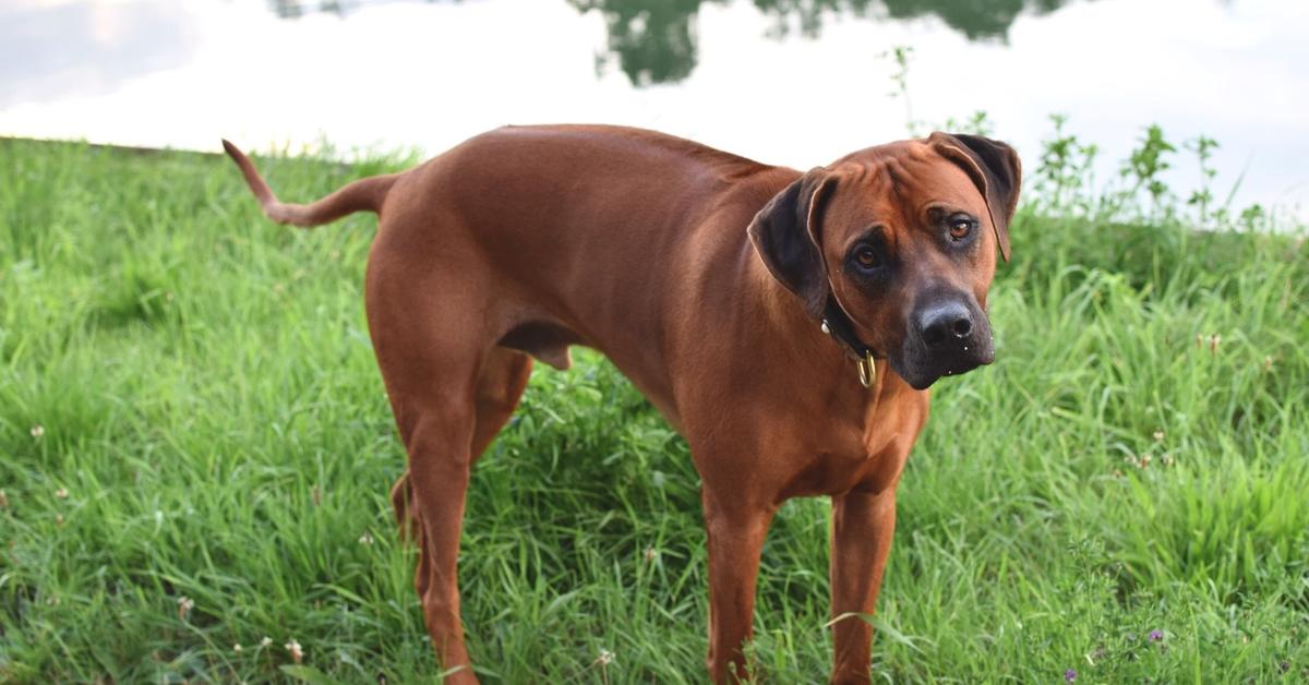 Photographic depiction of the unique Black Mouth Cur, locally called Anjing Black Mouth Cur.