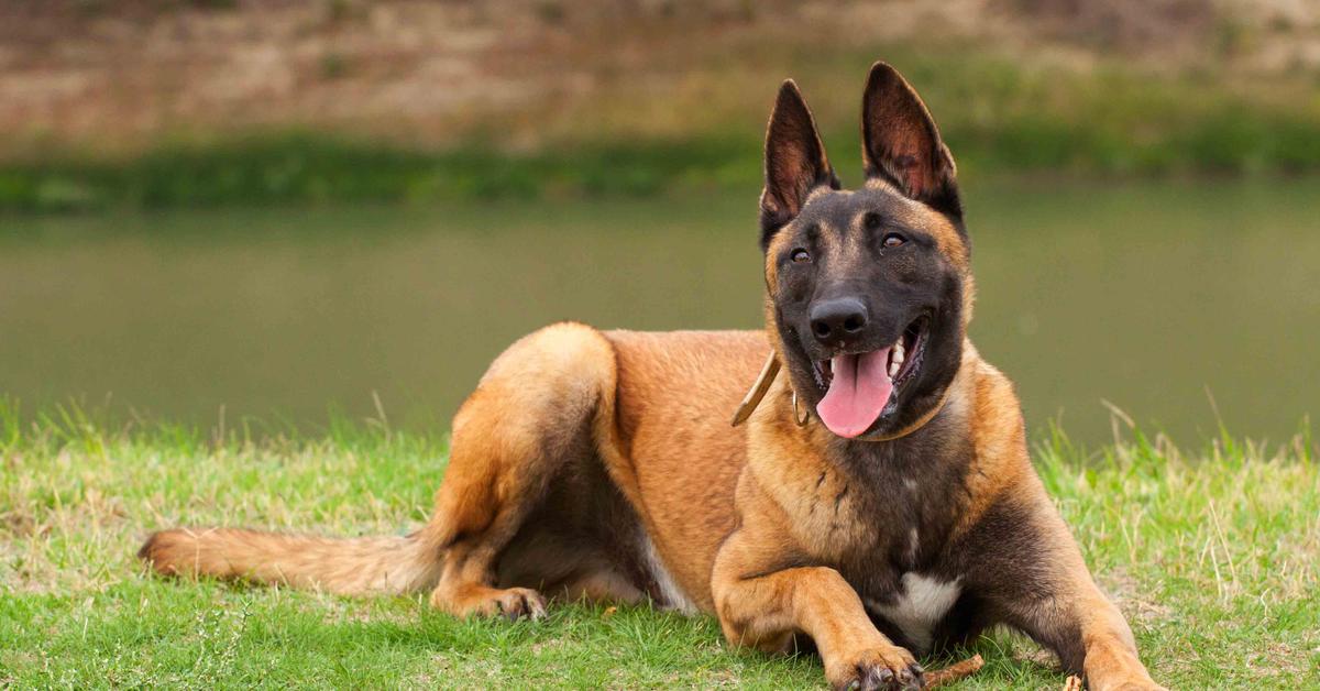 Graceful Belgian Malinois, a creature with the scientific name Canis lupus familiaris.