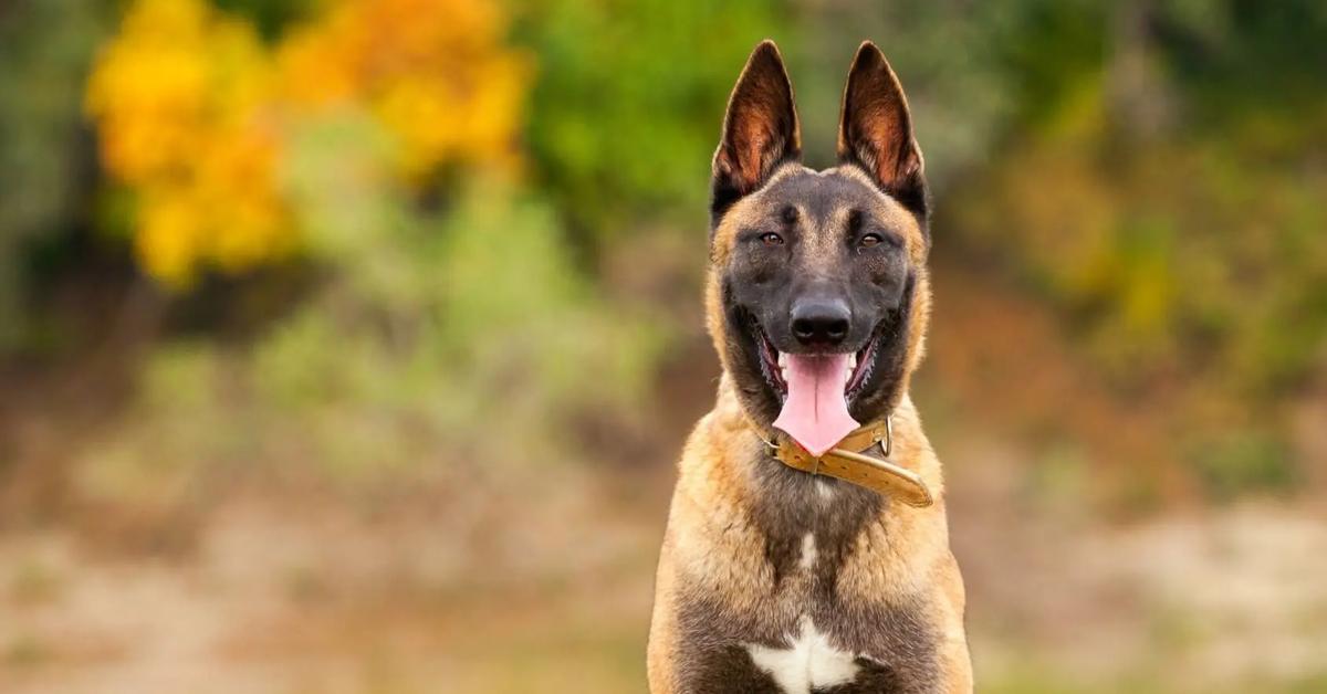 Captivating presence of the Belgian Malinois, a species called Canis lupus familiaris.