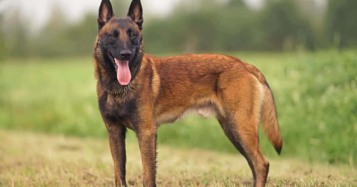 Visual of Belgian Malinois, or Belgian Malinois in Indonesian, showcasing its beauty.