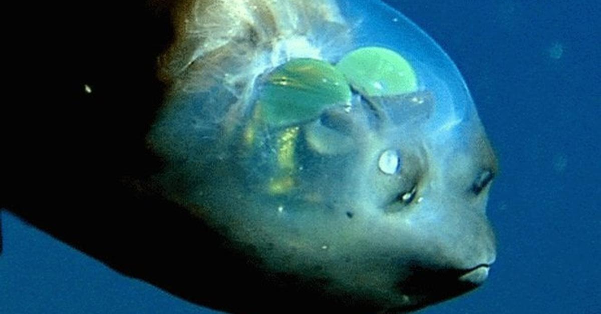 Captured beauty of the Barreleye Fish, or Macropinna microstoma in the scientific world.