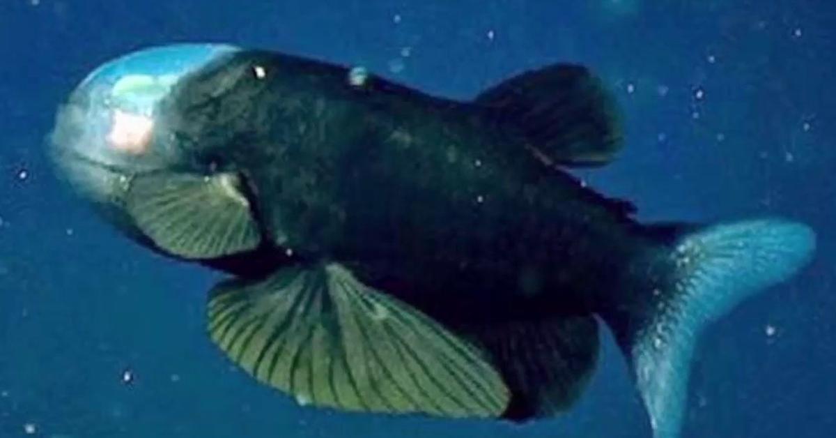 Photographic depiction of the unique Barreleye Fish, locally called Ikan Barreleye.