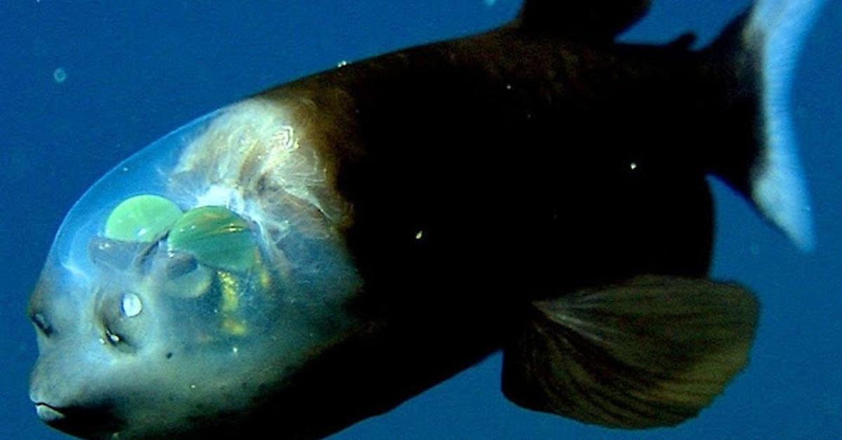 Engaging shot of the Barreleye Fish, recognized in Indonesia as Ikan Barreleye.